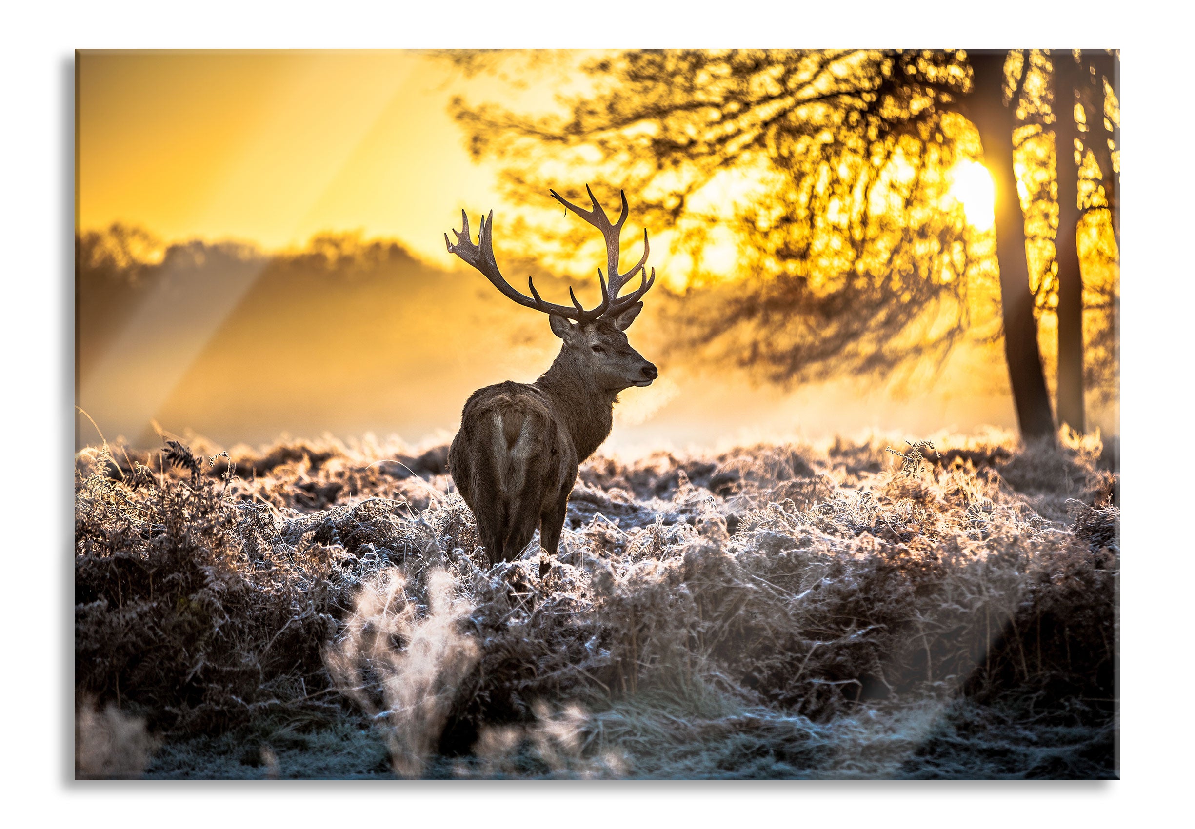 Hirsch im Wald, Glasbild Jetzt online